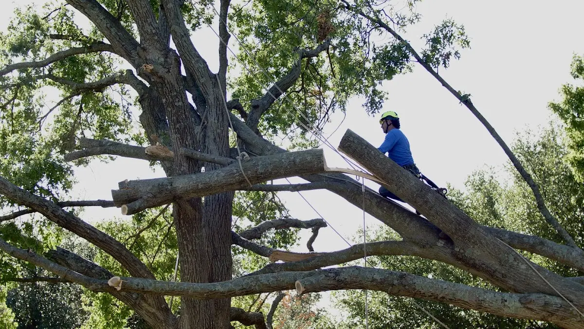 Professional Hazardous Tree Removal performed by certified arborists in Clovis