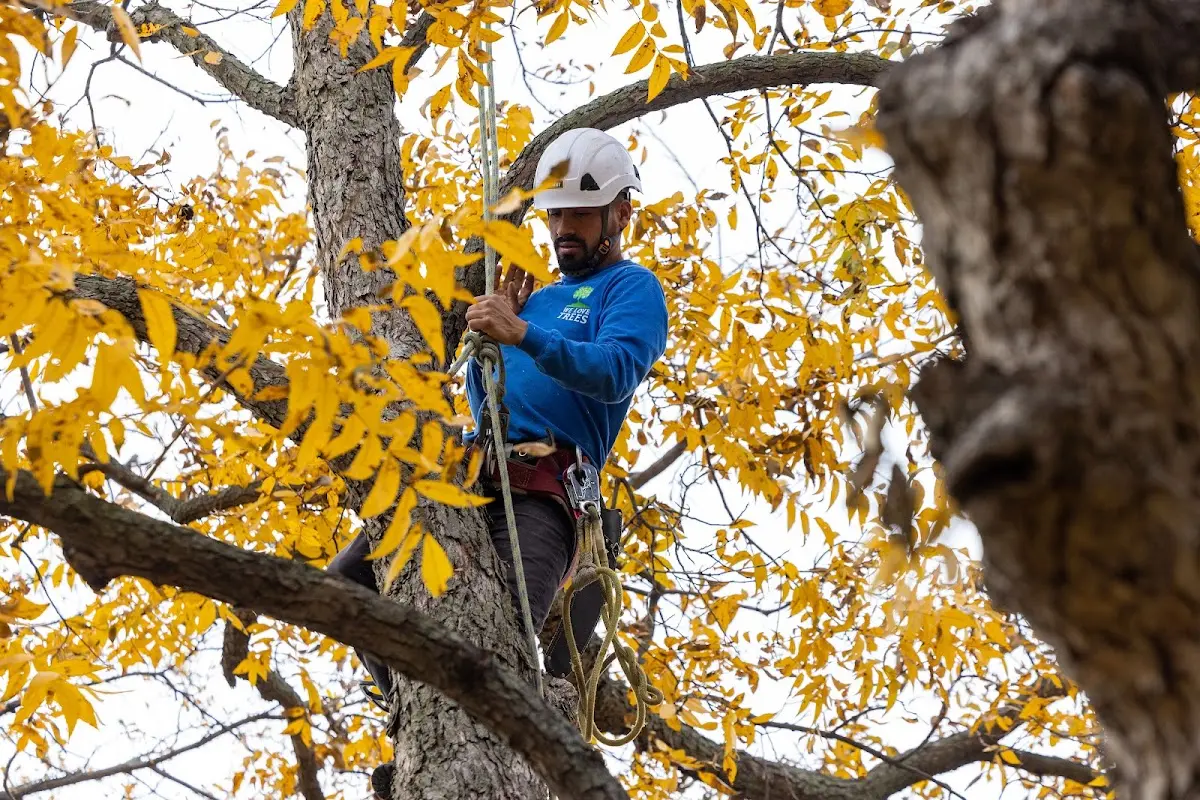 Skilled Tree Trimming crew working in Clovis
