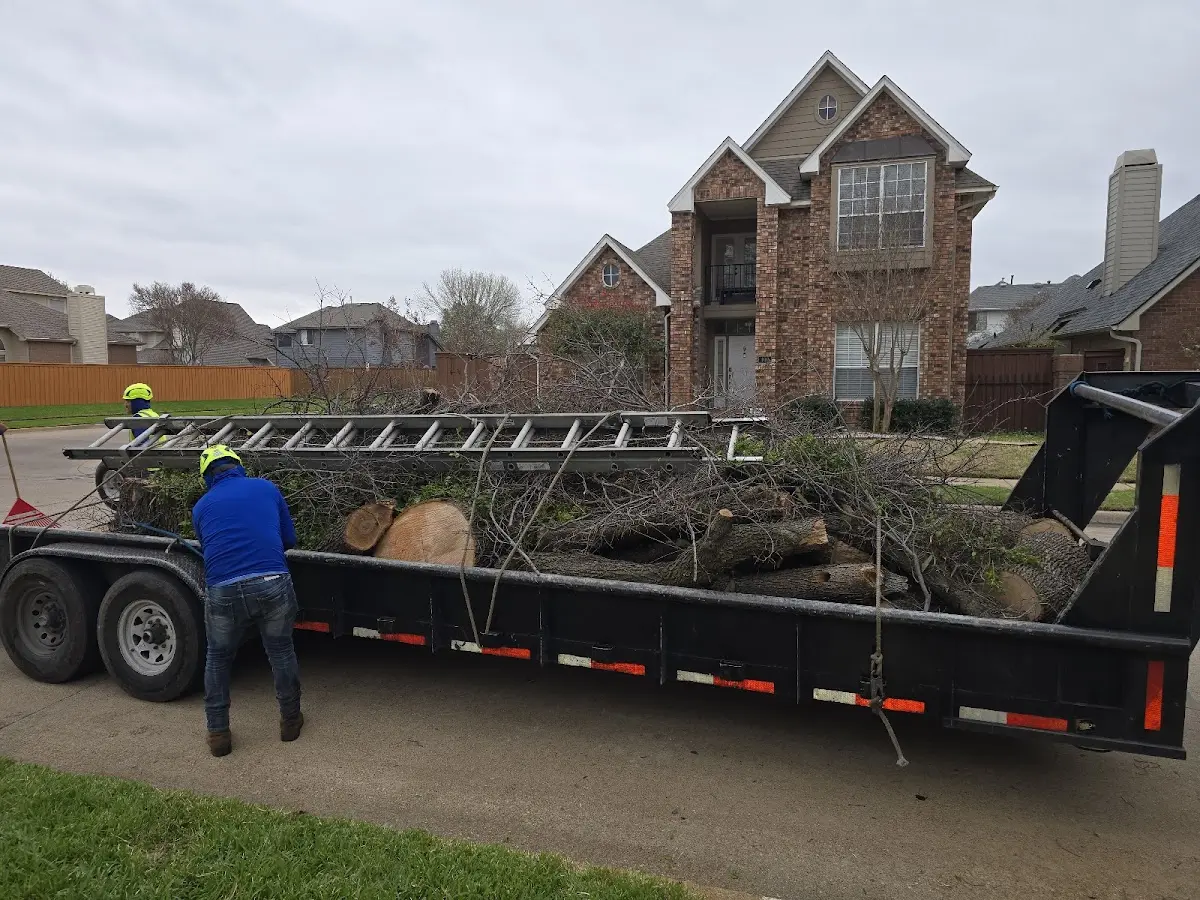 Expert Tree Fertilization with proper safety equipment in Clovis